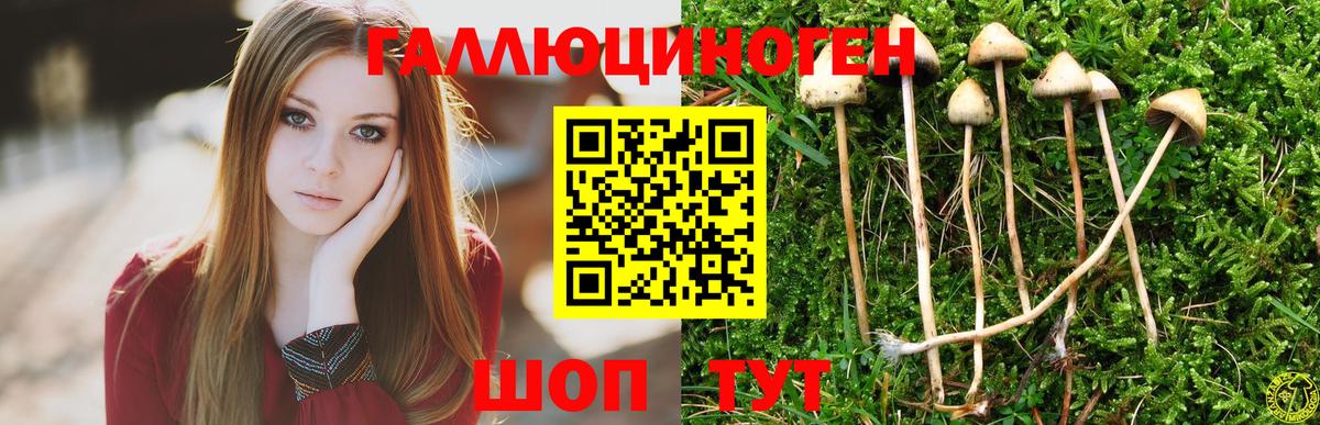 Унеча  Галлюциногенные грибы мицелий  Галлюциногенные грибы прущие грибы  Вход с VPN 